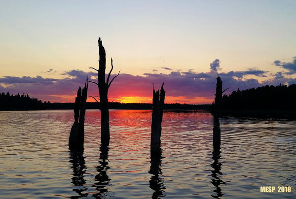 lake with 4 deadwood trees in the middle and trees on either side of the back of the lack with the sun setting orange and purple reflecting on the water