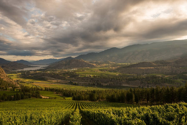 okanagan valley with rows of vineyard drees and rolling landscape with trees, mountains, and a small body of water in the background