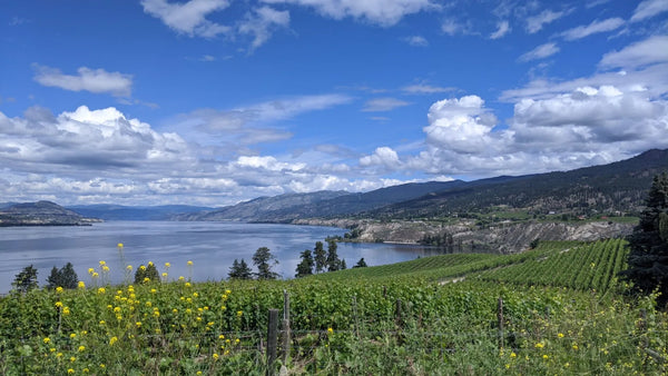 rows of vineyards in the foreground with a calm body of water running through with a sunny blue sky and some white pillowy clouds