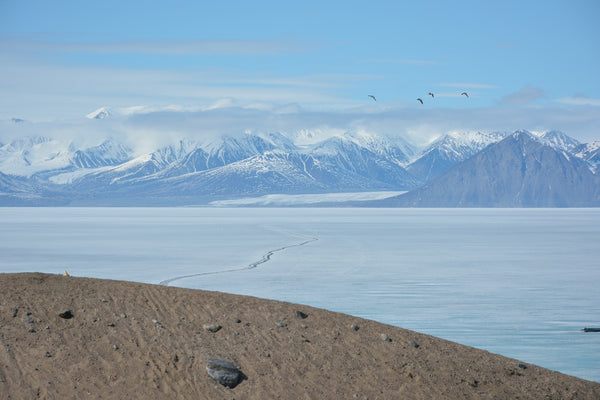 brown sand with expansive snowy ground with snow-topped mountains in the background