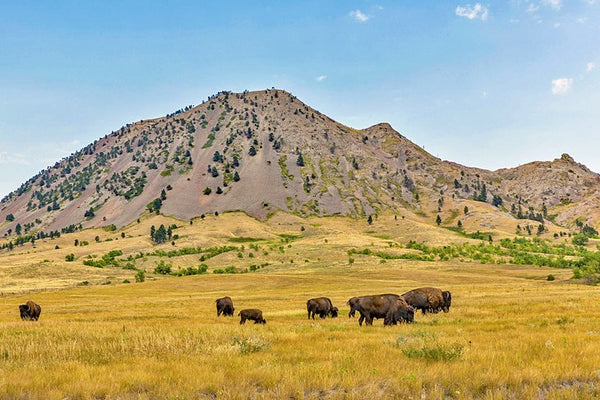 long yellow grass prairies with eight bison in a herd with a large brown mountain in the background
